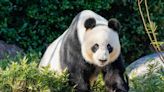 Beijing uses panda diplomacy to repair ties with Australia
