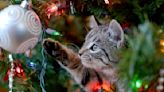 3 Easy Ways To Keep Your Cat Happy and Healthy This Holiday Season