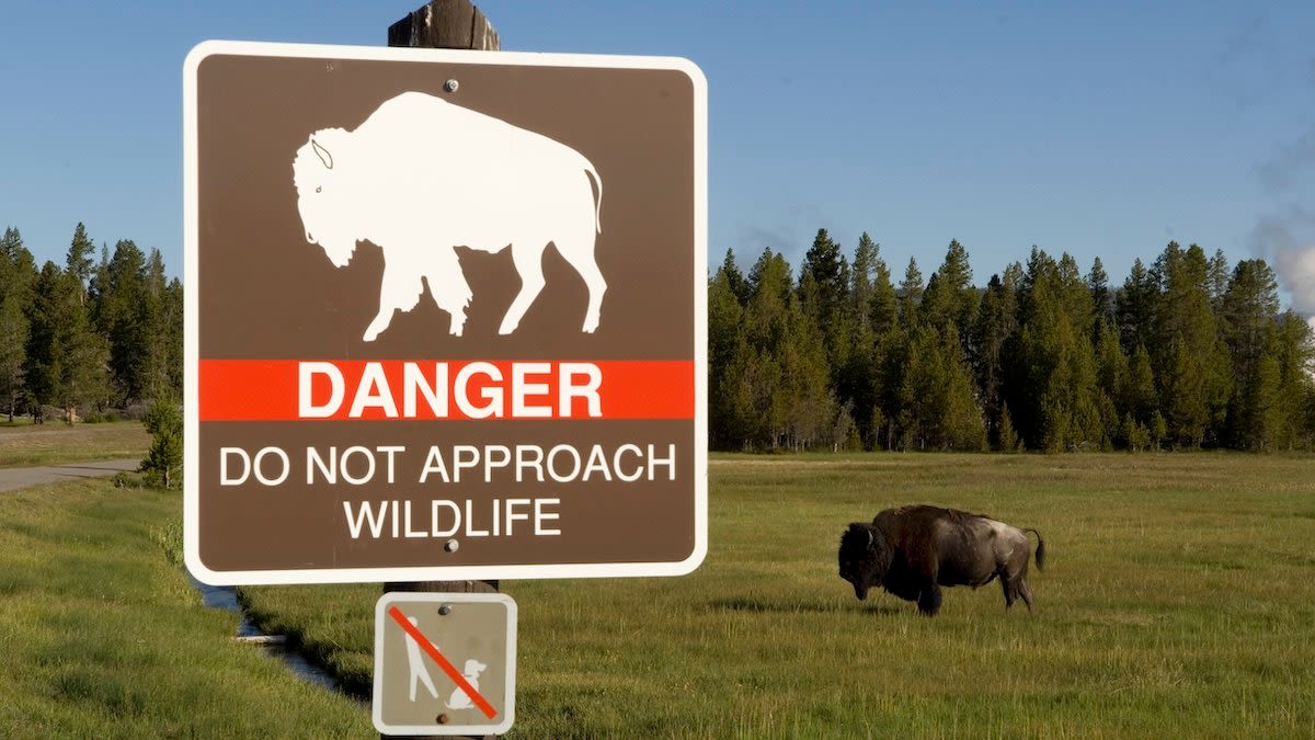 83-year-old woman gored by bison at Yellowstone National Park