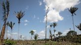Ending Deforestation Likely to Cost at Least $130 Billion a Year