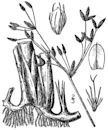 Schoenoplectus acutus