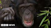 Edinburgh Zoo chimp dies after suffering severe injuries in fight