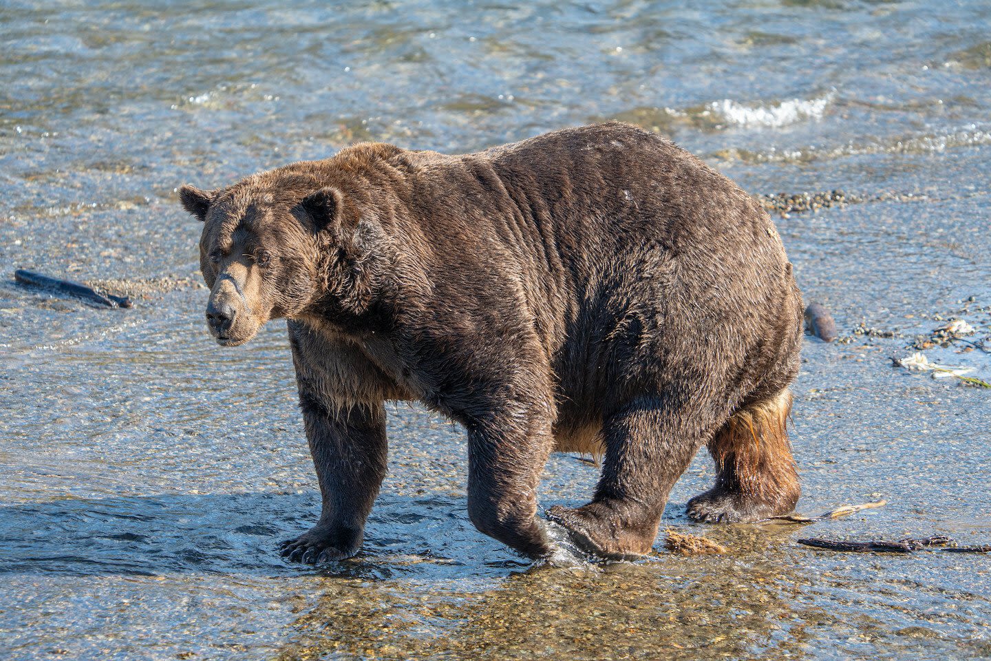 A violent event occurred on Alaska's fat bear livestream