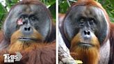 全球首見！印尼猩猩「自製藥膏」敷傷口 科學家：1個月就康復│TVBS新聞網