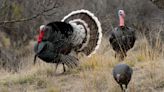 The only egg-to-table Arizona turkey farm raises birds for Thanksgiving greatness