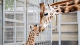 Safari park welcomes baby giraffe