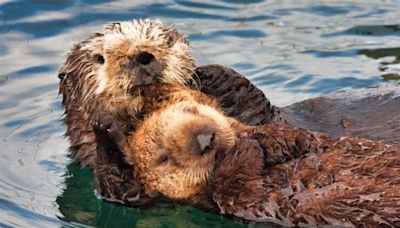 Aquarium of the Pacific Pairs Orphaned Sea Otter Pup With Surrogate Mom