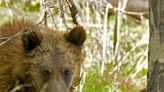 Surprise grizzly bear encounter in Wyoming's Grand Teton sends Massachusetts man to hospital