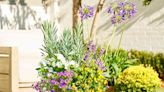 Recipes For Hardy Container Gardens That Can Stand Up To The Southern Heat