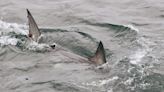 First white shark of the season sighted off Provincetown, public reminded to be aware