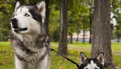 Internet in stitches as huskies on walk can't agree on which way to go