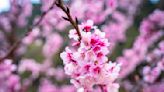 【賞花之旅】大雪山櫻花綻放，粉嫩美景迎新春！