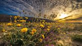 Wildflower map: Pro tips to finding blooms at Anza-Borrego Desert State Park