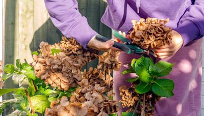 Why You Should Never Prune Hydrangeas in Fall