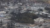 Lahaina's 150-year-old banyan tree offers hope amid Maui wildfire ash