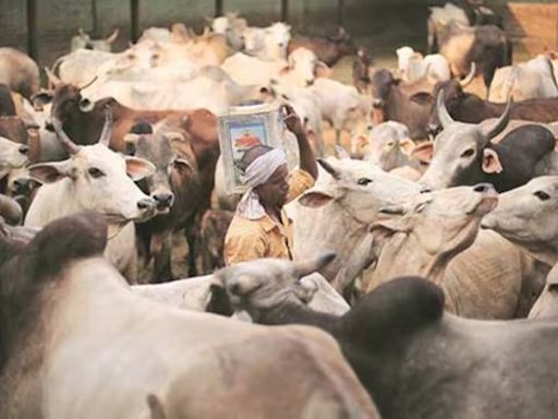 Allahabad HC grants bail to man in cow slaughter case, tells him to deposit Rs 25,000