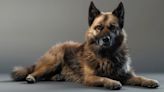 Razas de perros: historia, comportamientos y necesidades del buhund noruego