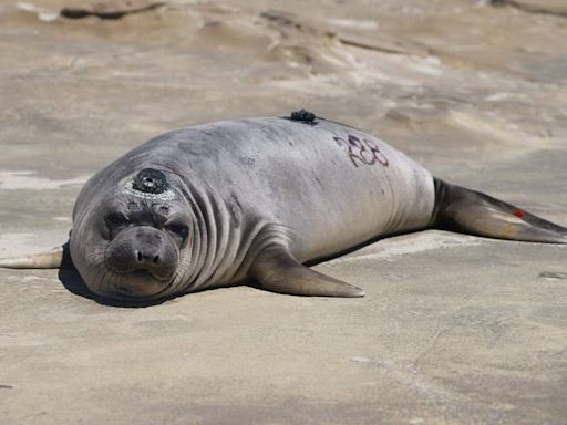 California elephant seal pup swam 5,000 miles to Alaska and back. See her surprising journey