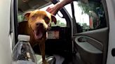 Florida police rescue dog: Here's why you can't leave pets in hot cars, how to help one