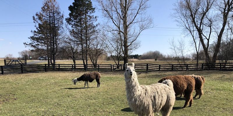 golden oak farms