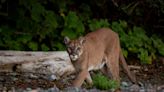 Cougar populations face deadly threats as legal hunting and depredation killings expand into former climate refuge: ‘We are in their home’