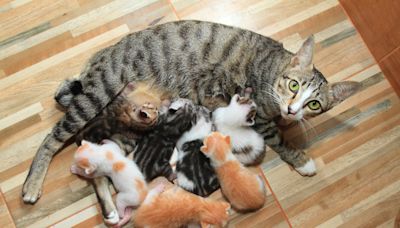 New cat mom suddenly brings kittens to owner's bed: "She trusts you"