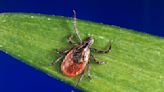 What to know about tick, Lyme season following a mild winter