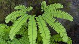 How to Grow and Care for Northern Maidenhair Fern (Adiantum Pedatum)