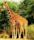 Reticulated giraffe