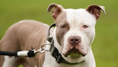 Limerick Dog Shelter to waive €50 fee for surrendering XL Bullies and other dangerous breeds