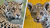 World’s first jaguar born by artificial insemination was eaten by its mom