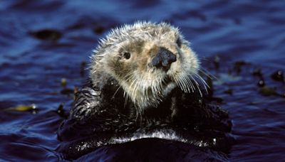 In California, otters are turning to tools to eat prey in Monterey Bay