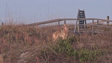Isle of Palms sees increase in coyote sightings near beaches