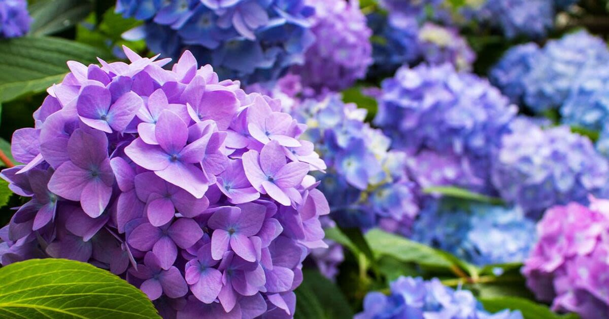 The exact spot to plant hydrangeas for big beautiful blooms