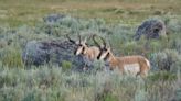 Yakamas worry huge proposed Tri-Cities wind farm will harm antelope and the land