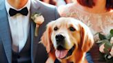 Los perros firman como testigos de bodas en Nueva York: la tendencia que aumenta en la Gran Manzana