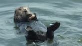 Nutria marina que arrebata tablas de surf en California sigue eludiendo captura