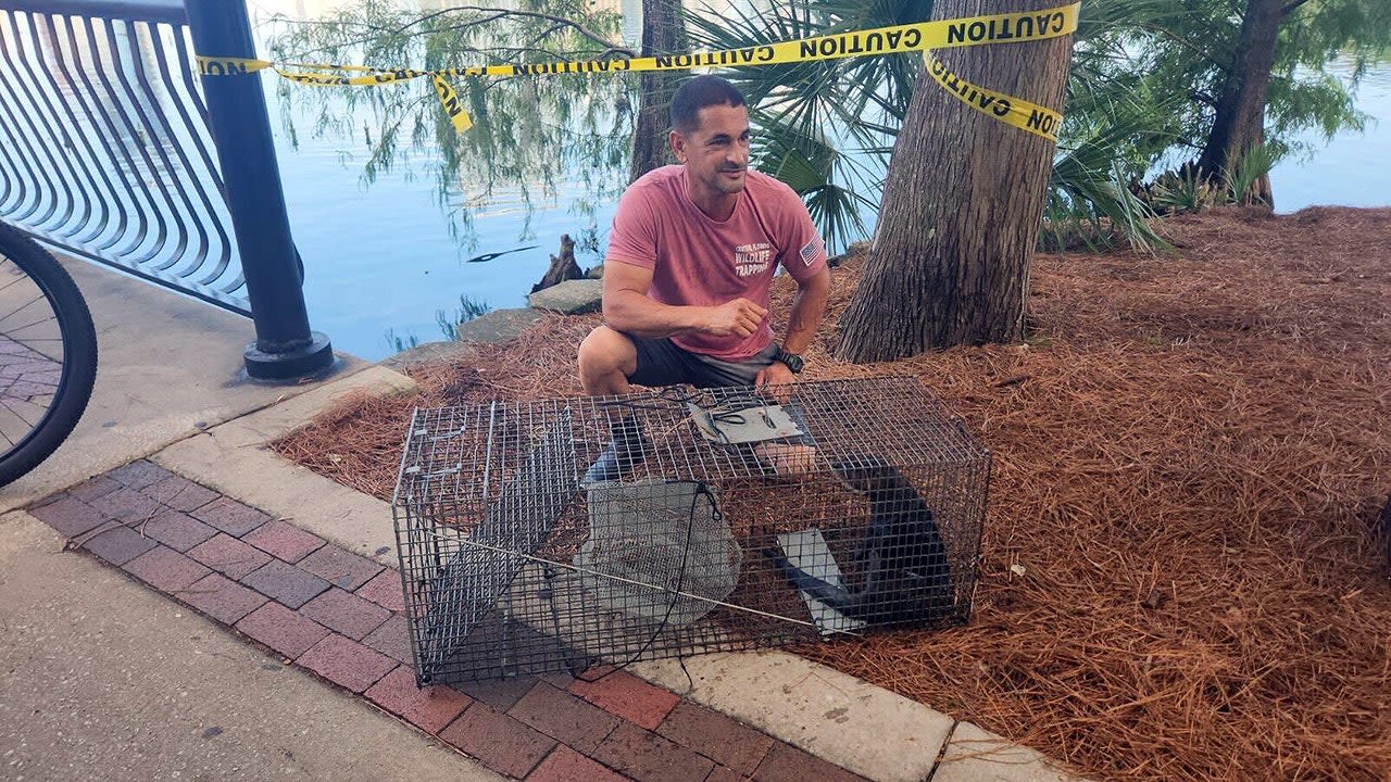 River otter suspected of killing swans, duck at Orlando's Lake Eola Park, city says