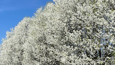 Bradford pears may be pretty, but they're invasive and smell awful. MA moves to ban them