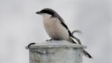Physiotherapist vacationing in Arunachal Pradesh spots Giant Shrike, first sighting in India