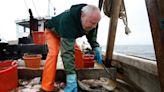 Goodbye, fish and chips? New England haddock imperiled by overfishing