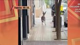 Estupefacción en l'Eliana (Valencia): una cabra montesa siembra el pánico en el centro del municipio