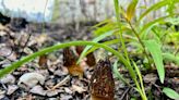 Morel mushrooms have finally popped up in N.W.T.