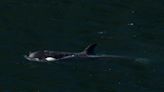 Orca's escape from B.C. lagoon will be talked about for 'generations,' say nations