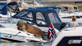 Freya the walrus euthanized by Norwegian authorities after crowds refuse to leave her alone