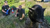 Pig apprehended after ‘munching through gardens’