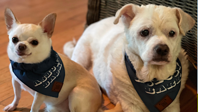 Heartbreaking moment dog realizes best friend is nearing "final chapter"