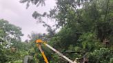 杜蘇芮颱風發威！樹倒波及高壓電線 屏東泰武456戶停電