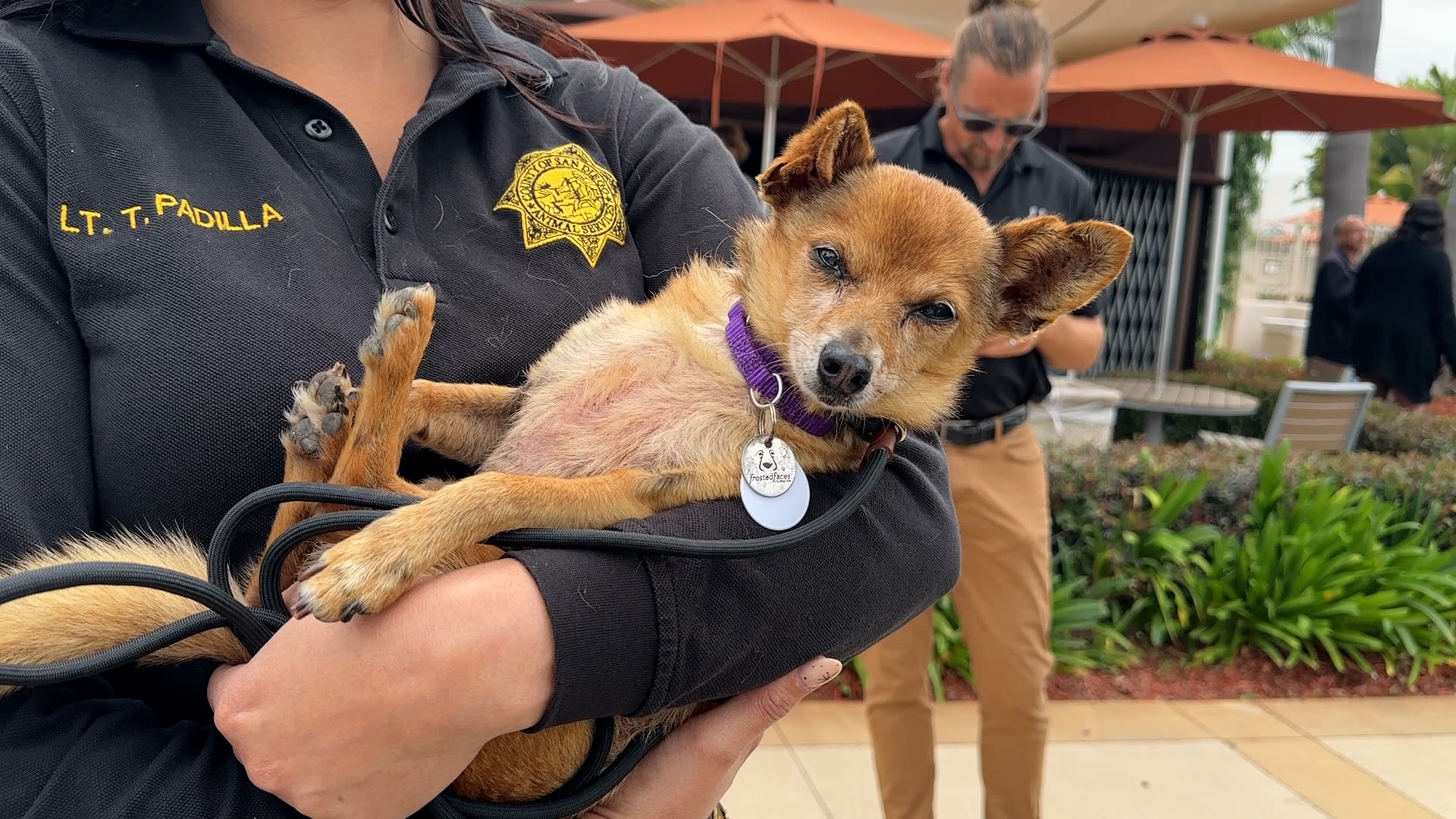 San Diego County's animal welfare groups put out urgent call for assistance