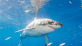 Why fatal shark attack in Australia has been classified as "provoked"